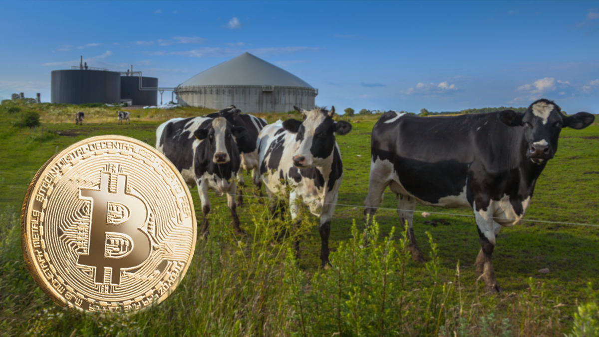 Excremento de animales es usado para minar Bitcoin en Argentina