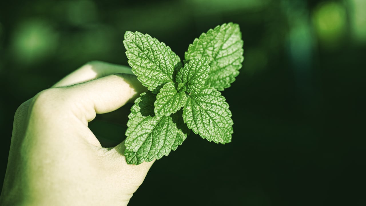 Alchemy Launches NFT Allowlist Platform Spearmint for Ethereum, Layer-2 Projects